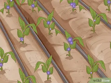 Image intitulée Grow Tobacco Step 11