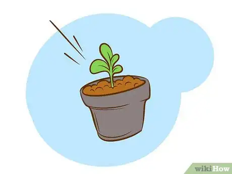 Image intitulée Grow Sweet William Plants Step 2