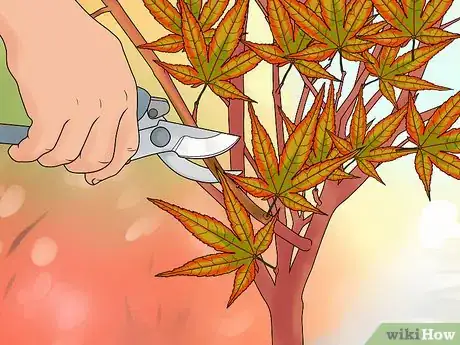 Image intitulée Prune Japanese Maple Trees Step 11