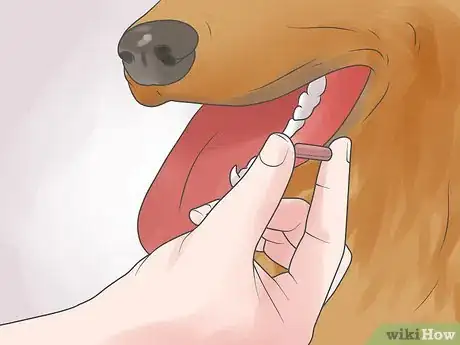 Image intitulée Treat Heart Failure in Dogs Step 12