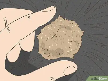Image intitulée Recognize a Dying Dog Step 5