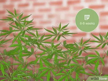 Image intitulée Plant Clones Step 13