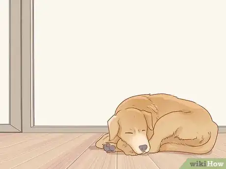 Image intitulée Care for Dogs Step 2