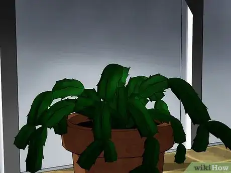 Image intitulée Care for a Christmas Cactus Step 10