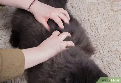 Image intitulée Give Your Cat a Massage Step 14
