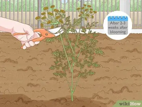 Image intitulée Grow Dill Step 15