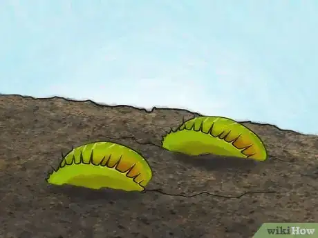 Image intitulée Grow a Venus Flytrap Step 16
