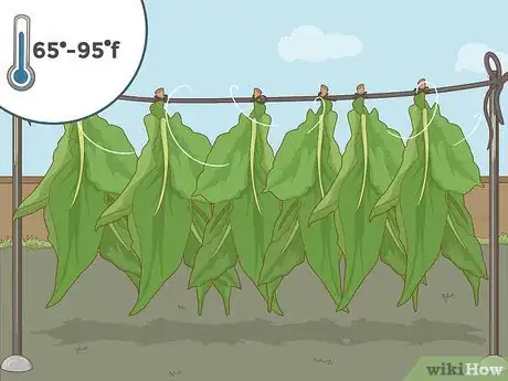 Image intitulée Grow Tobacco Step 15