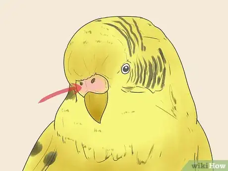 Image intitulée Identify Your Budgie's Gender Step 3