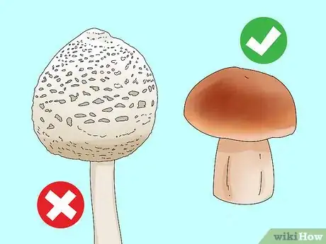 Image intitulée Identify Edible Mushrooms Step 3