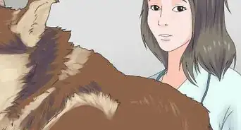 traiter le reflux gastro‐œsophagien chez un chien
