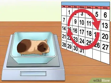 Image intitulée Tell if Your Guinea Pig Is Pregnant Step 12