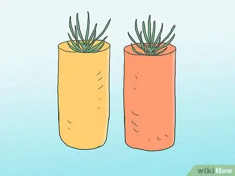 Image intitulée Grow Pine Trees Step 24