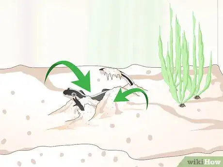 Image intitulée Care for Salamanders Step 12
