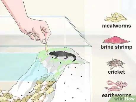 Image intitulée Care for Salamanders Step 15