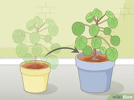 Image intitulée Take Care of a Chinese Money Plant Step 9