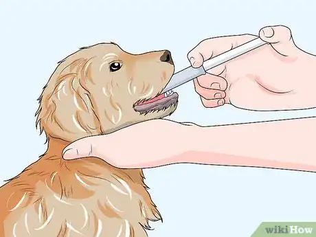 Image intitulée Handle Aspiration Pneumonia in Young Puppies Step 9