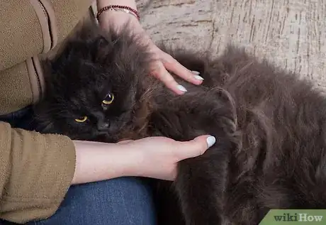 Image intitulée Give Your Cat a Massage Step 13