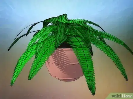 Image intitulée Care for Boston Ferns Step 2