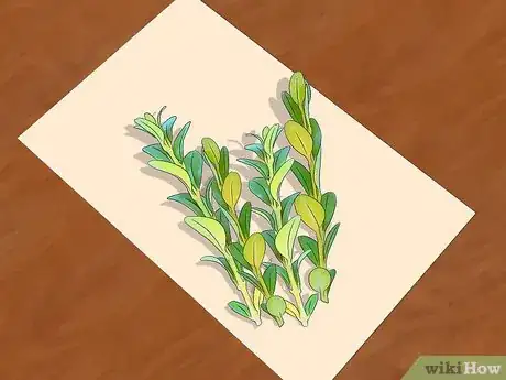Image intitulée Preserve Boxwood Cuttings Step 1