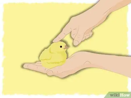 Image intitulée Raise Baby Chickens Step 11