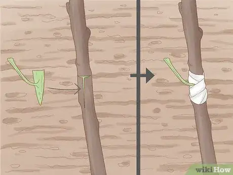 Image intitulée Grow Almonds Step 12