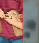 nourrir un agneau au biberon
