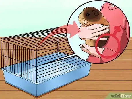 Image intitulée Tell if Your Guinea Pig Is Pregnant Step 10