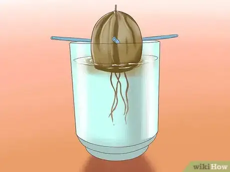 Image intitulée Grow Avocados Step 6