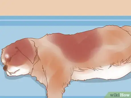 Image intitulée Care for a Pregnant Dog Step 14