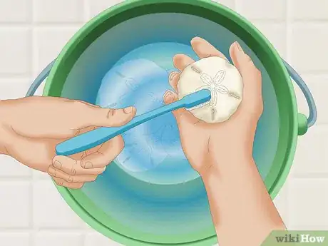 Image intitulée Clean and Preserve Sand Dollars Step 4