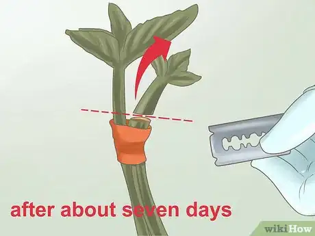 Image intitulée Graft Plants Step 23