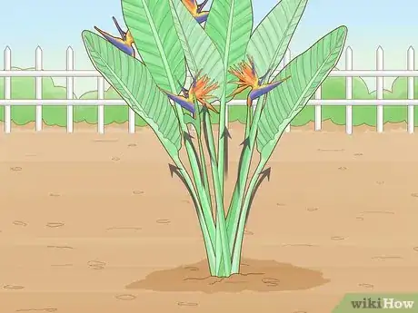 Image intitulée Divide a Bird of Paradise Plant Step 2