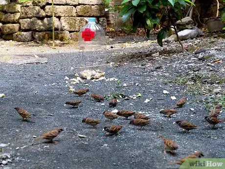 Image intitulée Build a Milk Jug Bird Feeder Step 11