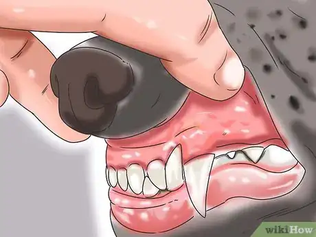 Image intitulée Treat Anemia in Dogs Step 2
