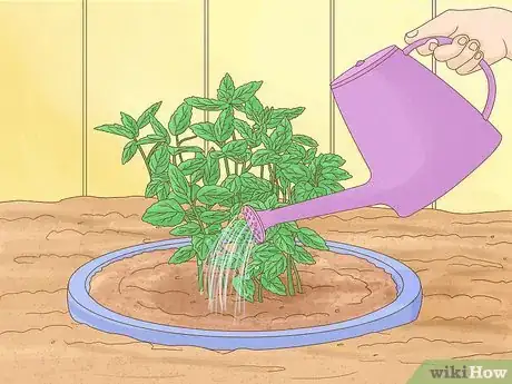 Image intitulée Grow Mint Step 10