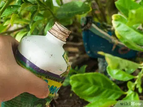 Image intitulée Ripen Lemons Step 11
