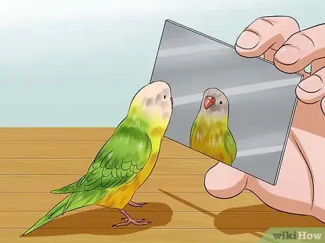 Image intitulée Play With Your Budgie Step 7