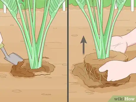 Image intitulée Divide a Bird of Paradise Plant Step 3