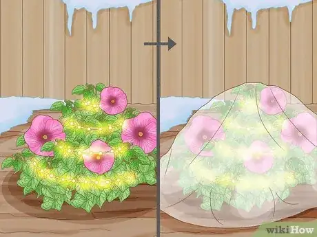 Image intitulée Winterize a Perennial Hibiscus Step 5