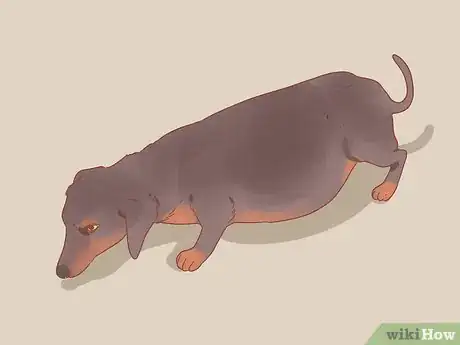 Image intitulée Care for a Pregnant Dog Step 15