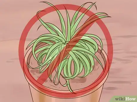 Image intitulée Care for Air Plants Step 13