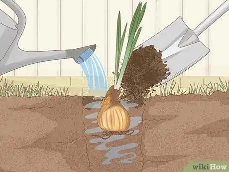 Image intitulée Keep Narcissus Bulbs After Flowering Step 13
