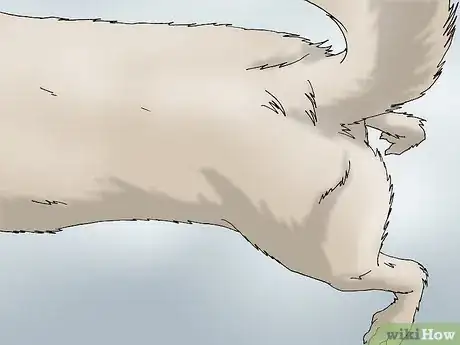 Image intitulée Recognize Signs of Hip Dysplasia in Dogs Step 8
