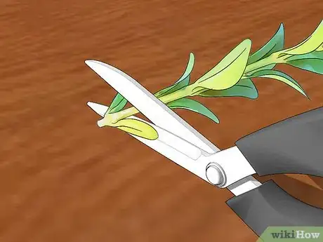 Image intitulée Preserve Boxwood Cuttings Step 5