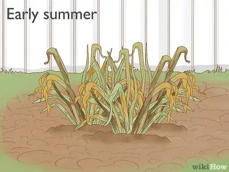 Image intitulée Keep Narcissus Bulbs After Flowering Step 15