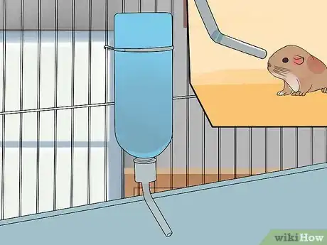 Image intitulée Care for Baby Guinea Pigs Step 3