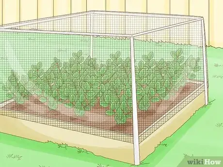 Image intitulée Protect Peas from Birds Step 4