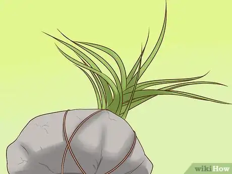 Image intitulée Care for Air Plants Step 11