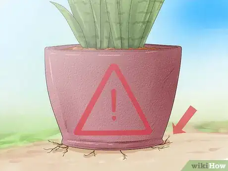 Image intitulée Care for a Sansevieria or Snake Plant Step 1